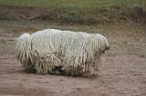 KOMONDOR 112